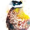 Reeves's Pheasant