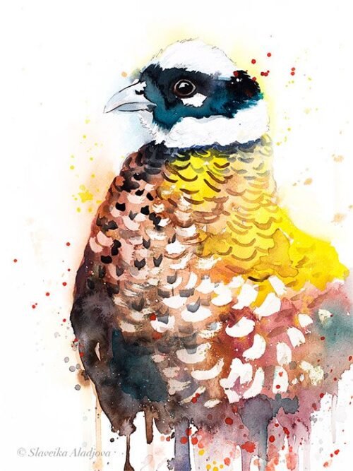 Reeves's Pheasant