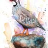 Red-legged partridge