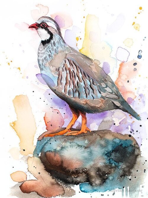 Red-legged partridge