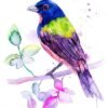 Painted bunting