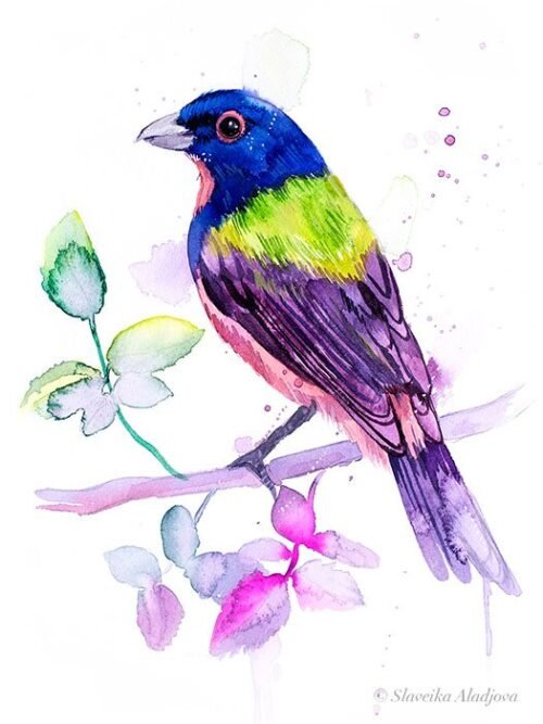 Painted bunting