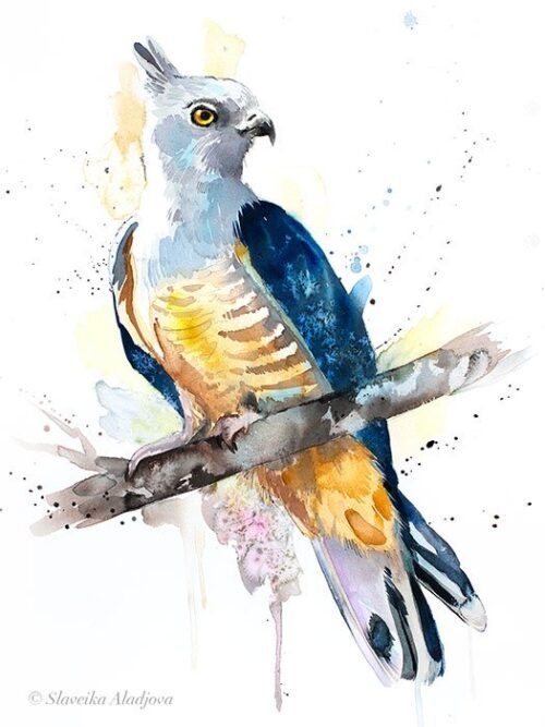 Pacific baza