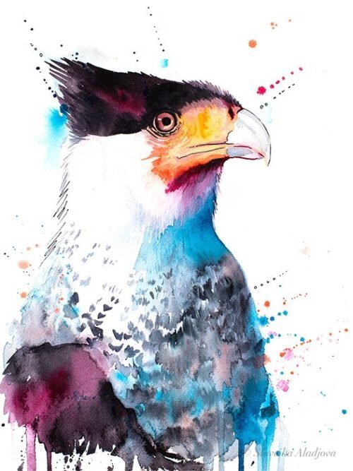 Northern Crested Caracara
