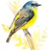 Eastern yellow robin