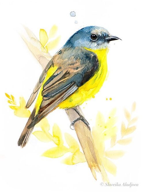 Eastern yellow robin