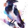 Hooded crow Hooded crow