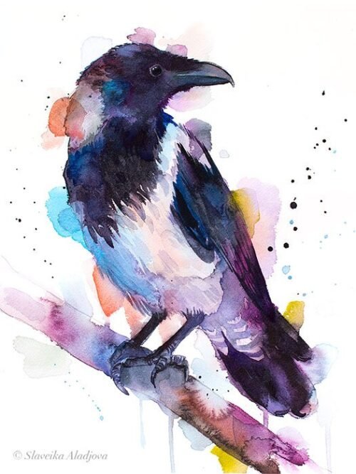 Hooded crow