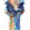 Ostrich Ostrich