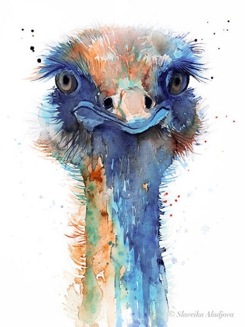 Ostrich