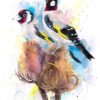 Goldfinch Goldfinch