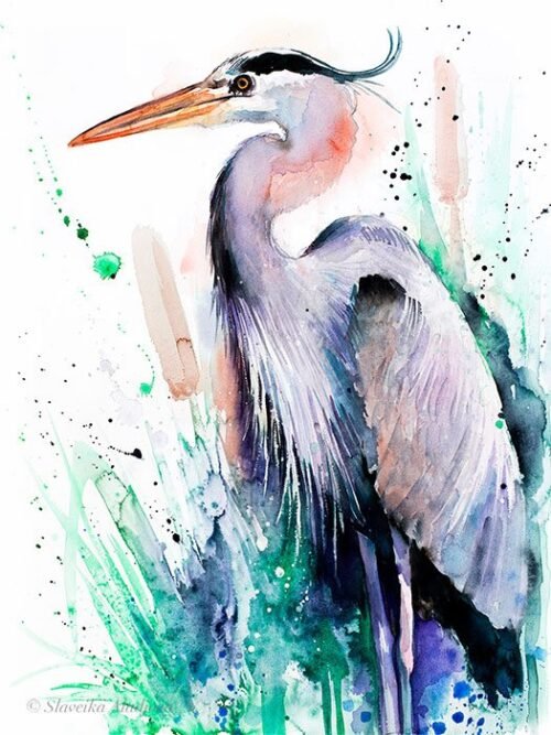 Great blue heron