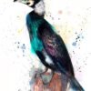 Great cormorant