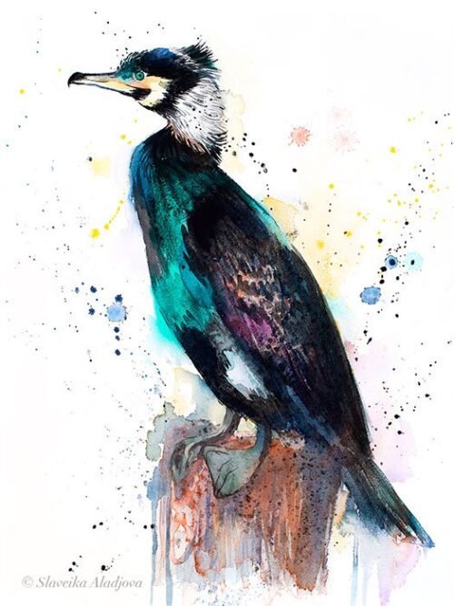 Great cormorant