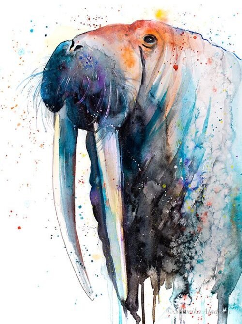 Walrus