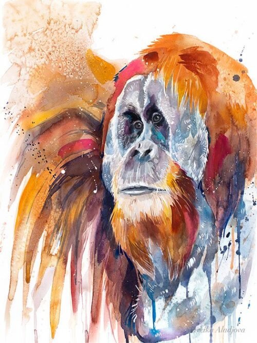 Sumatran orangutan