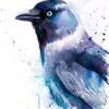 Jackdaw