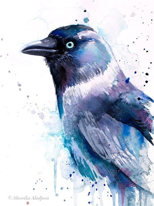 Jackdaw