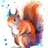 Red squirrel