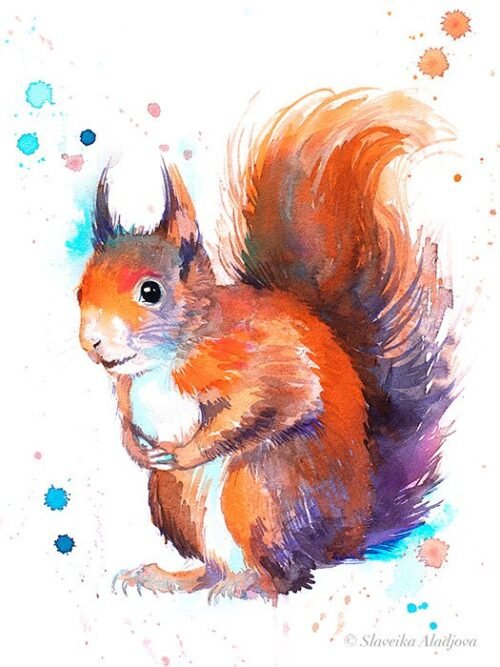 Red squirrel