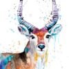 Red Lechwe