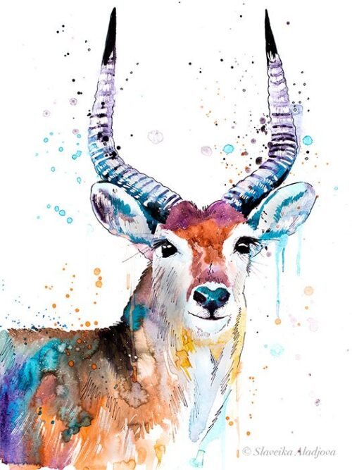 Red Lechwe