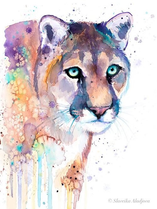 Puma