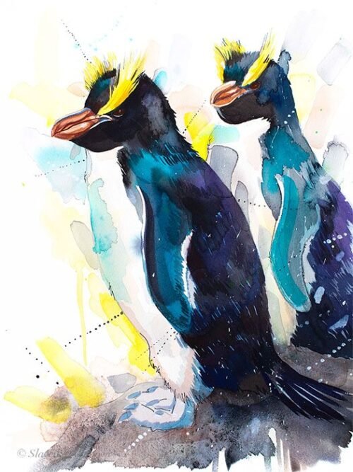 Erect-Crested Penguin