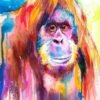 Orangutan Orangutan