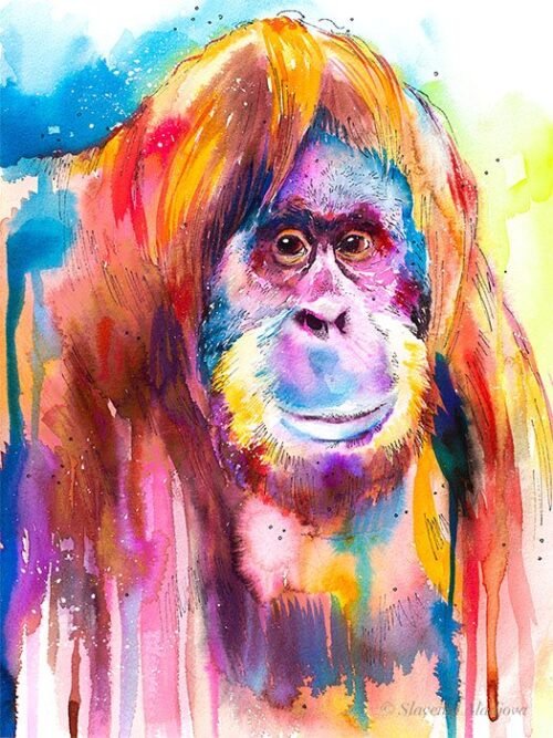 Orangutan