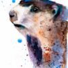 Marmot Marmot