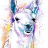 Llama