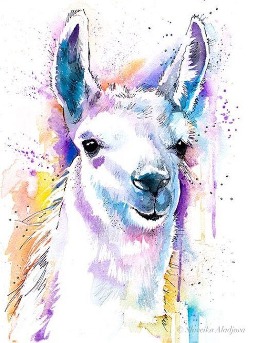 Llama