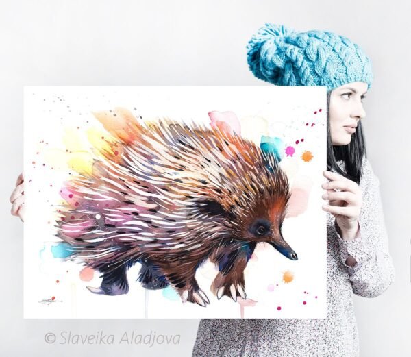 Short-beaked echidna