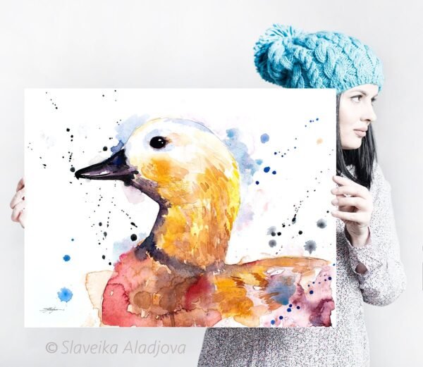 Ruddy shelduck Duck