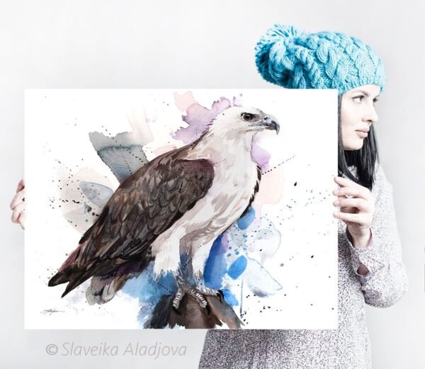 White-bellied sea eagle