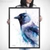 Jackdaw