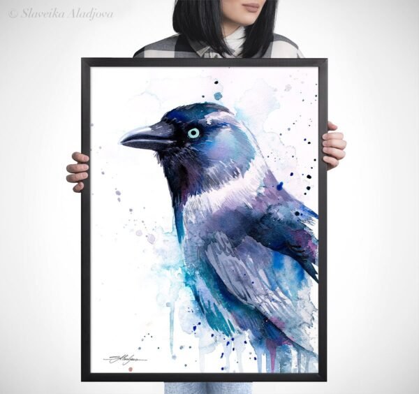 Jackdaw