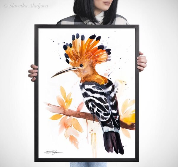 Hoopoe Hoopoe