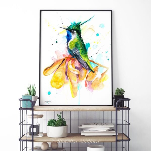 Green-crowned plovercrest hummingbird Green-crowned plovercrest hummingbird