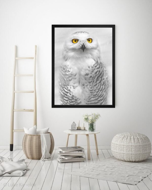 Snowy Owl Photography