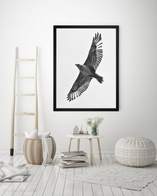 Hawk Photography Print by Luke Kanelov