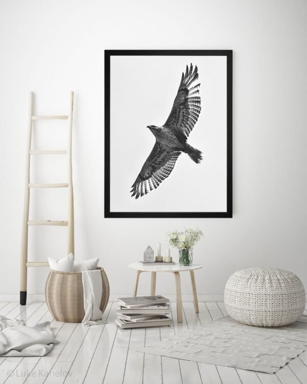 Hawk Photography Print by Luke Kanelov