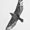 Hawk Photography Print by Luke Kanelov