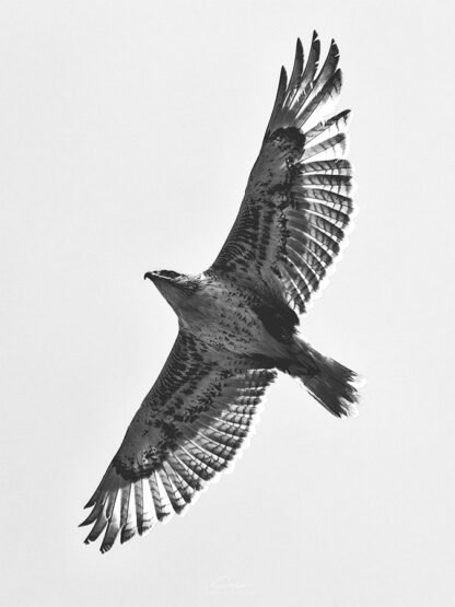 Hawk Photography Print by Luke Kanelov