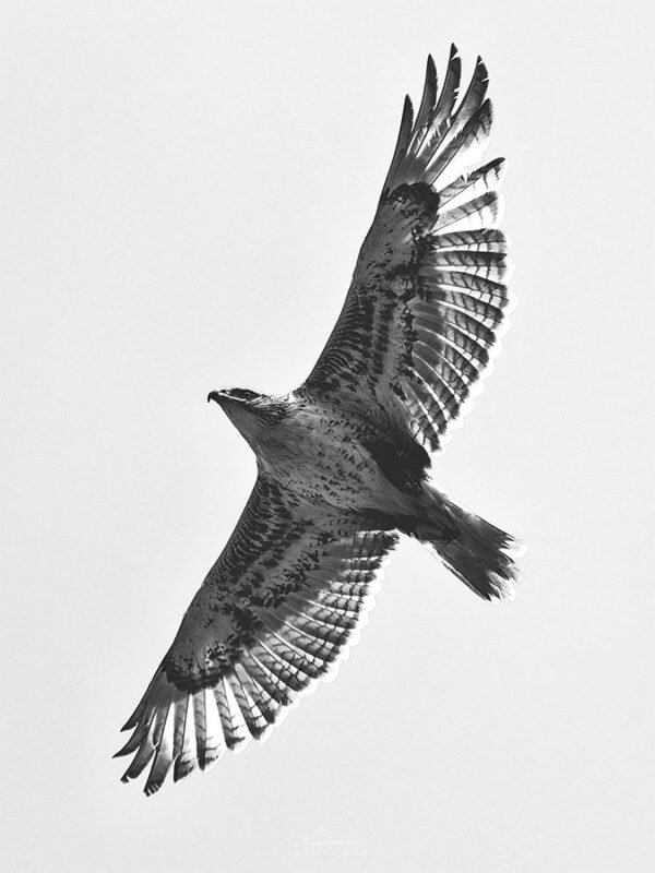 Hawk Photography Print by Luke Kanelov