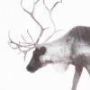 Reindeer photography Print by Luke Kanelov