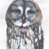 Great Grey Owl fine art print by Luke Kanelov