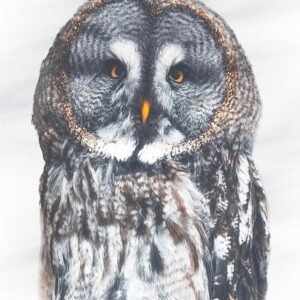 Great Grey Owl fine art print by Luke Kanelov