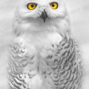 Snowy Owl Photography
